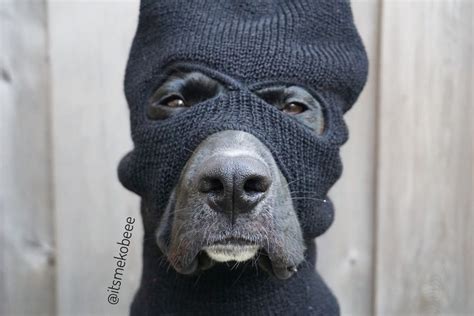 dog robber meaning|what does dog robber mean.